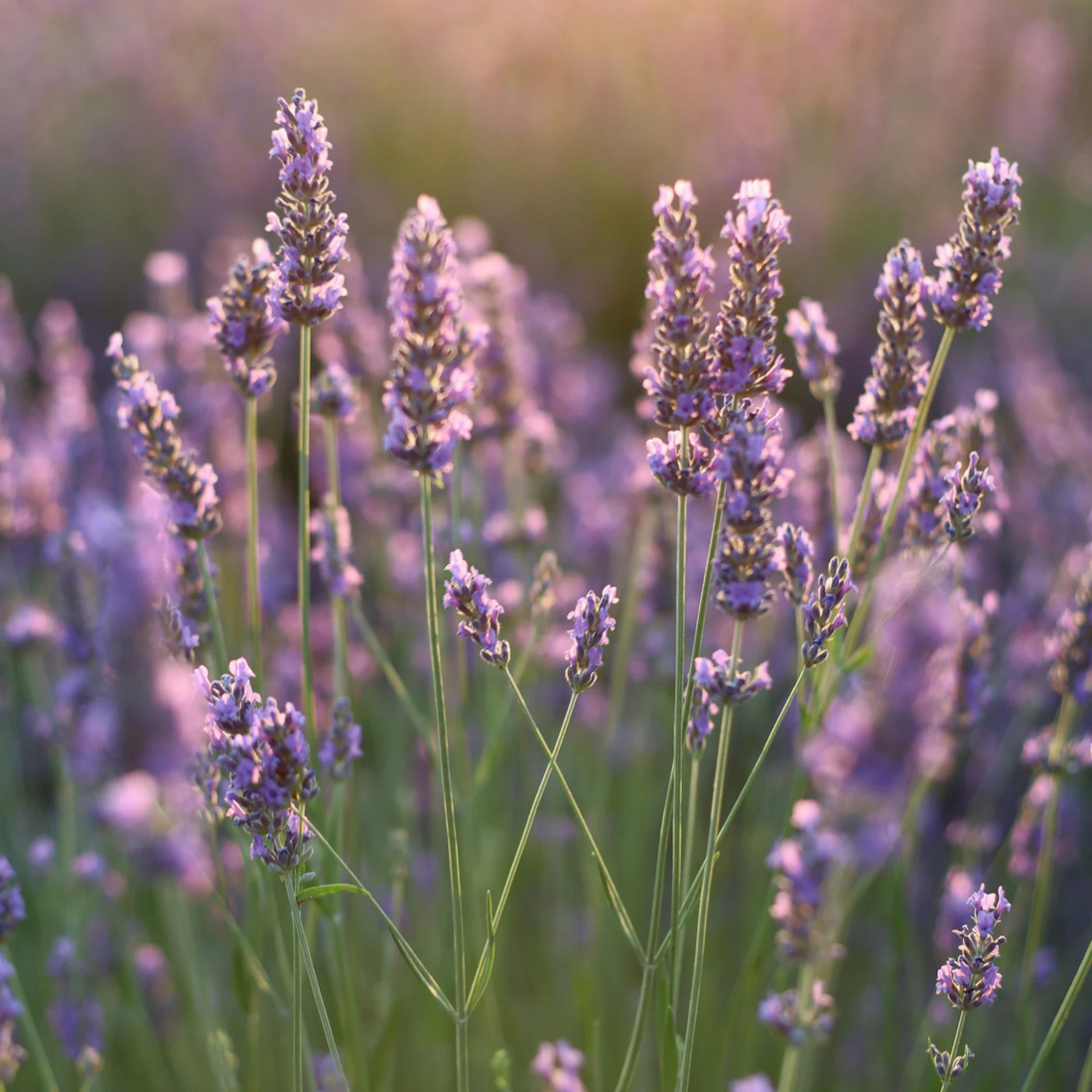 Lavendel Æterisk Olie - Økologisk